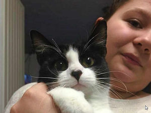 Supporting image for story: Cat found with missing leg sparks fears of a new cruelty attack in Shropshire