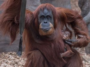 Supporting image for story: Peter Rhodes on the world's worst parents, a perfect one-liner and why women don't tell jokes