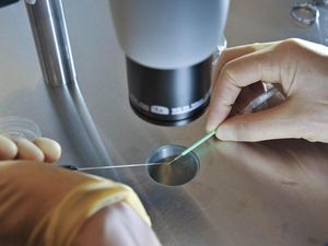 Supporting image for story: Scientists call for global moratorium on editing inherited genes