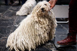 A Hungarian Puli at the Birmingham National Exhibition Centre (NEC) during the third day of the Crufts Dog Show. PA Photo. Issue date: Saturday March 7, 2020. See PA story ANIMALS Crufts. Photo credit should read: Jacob King/PA Wire.