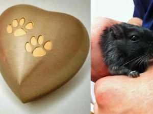 Supporting image for story: Vets devastated after thieves steal ashes of beloved pet gerbil