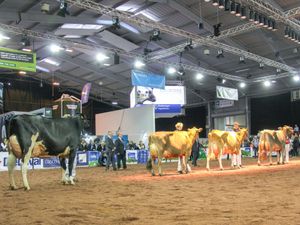 Supporting image for story: Covid forces cancellation of UK Dairy Day in Telford