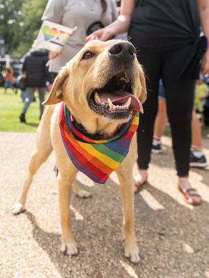 Pride Pets