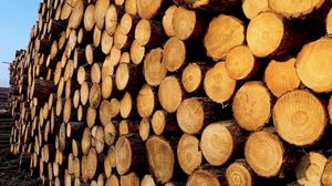 Trees had to be felled due to safety concerns