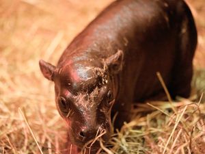Haggis the pygmy hippo