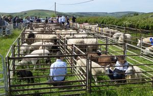Sheep entries at a previous Llanbister Show