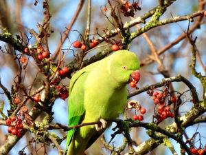 Supporting image for story: 9 of your most colourful images as parakeets continue to be spotted around the Black Country