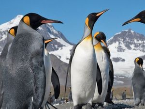 Supporting image for story: Antarctica exhibition opens in Shrewsbury