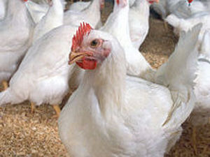 Supporting image for story: Campaigners start legal challenge against 110k chicken farm near