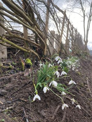 Replanting snowdrops along the newly laid hedge