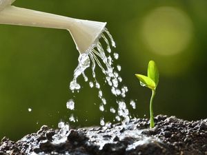 Supporting image for story: This eco-friendly self-watering flowerpot is made from recycled food waste
