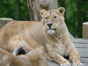 Supporting image for story: Dudley Zoo's oldest lion peacefully put to sleep aged 17 due to health issues