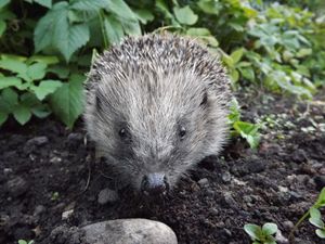 Newport hedgehog in garden