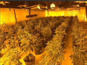Supporting image for story: Police raid £700k cannabis factory