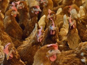 Supporting image for story: Welsh Government orders bird owners to keep animals inside amid avian flu fears