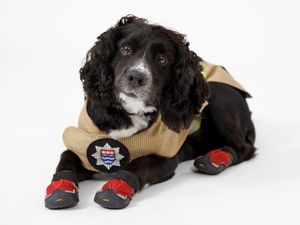 Fire investigation dog Sherlock