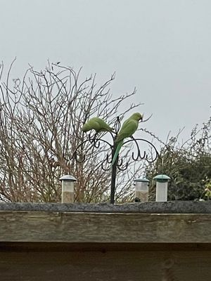 This pair of cheeky ring-necked parakeets were spotted dipping into a bird feeder in High Park, Sedgley