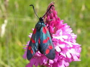 Supporting image for story: Moth uses cyanide-based toxins to warn off predators, research suggests