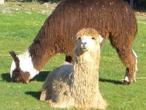 Supporting image for story: Plans to create countryside 'alpaca experience' approved
