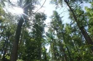 Hagley Wood still holds the answers to how Bella's body came to be in the Wych Elm tree