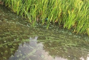 Picture by Sue Austin - start of the blue green algae in the Mere on Saturday
