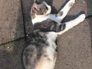 Supporting image for story: 'The PM is having kittens' – Rishi Sunak's face appears on pregnant Bloxwich cat
