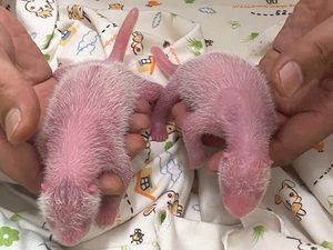 Supporting image for story: Hong Kong welcomes the birth of its first locally born giant pandas