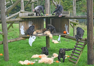 Dudley Zoo has lined up Halloween activities
