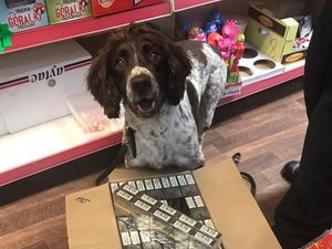 Supporting image for story: 50,000 fake cigarettes seized by Trading Standards in Walsall