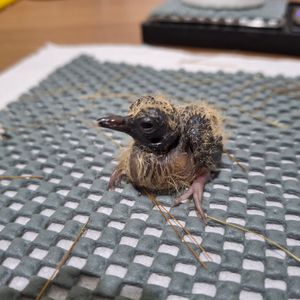 A rare blue-eyed ground dove chick being checked. Picture: Chester Zoo
