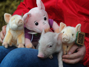 Supporting image for story: Litter of 10 piglets born at Penkridge farm