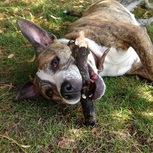 Staffordshire Bull Terrier