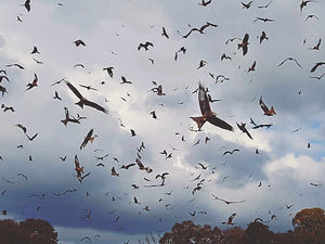 Supporting image for story: Amazing sight as 500 red kites swoop on Mid Wales feeding station
