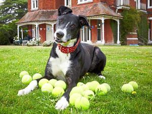 Supporting image for story: After 1,000 days Battersea's 'unluckiest dog' Bud finally finds home in the Black Country