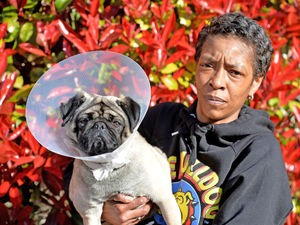 Supporting image for story: Anger after Wolverhampton dog attack leaves beloved pug needing staples
