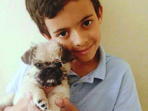Supporting image for story: Back home! Puppy stolen from Shropshire border car boot sale is returned
