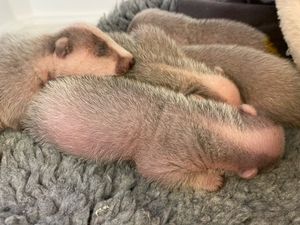 The five badgers are now being cared for by Cuan volunteer Hayley