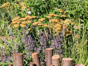 Supporting image for story: More Mediterranean and drought planting features in garden show as heatwave hits