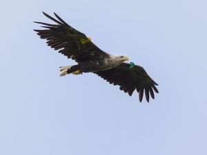 Supporting image for story: White-tailed eagles breed in Northern Ireland for first time in 150 years