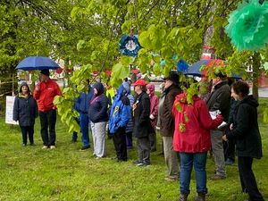 Supporting image for story: Protest held in bid to save doomed trees in Walsall