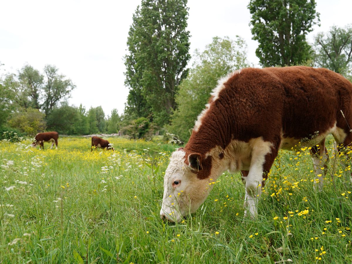 Call for information as UK ‘moves closer’ to agreement with EU on agrifood trade