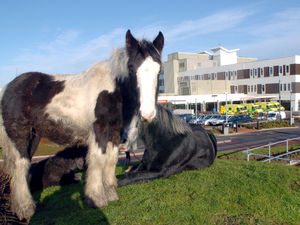 Supporting image for story: Stray horses cost Black Country councils £140k a year