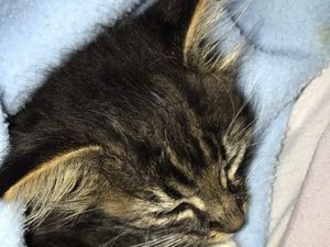 Supporting image for story: Stray cats in Newtown