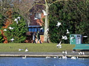Supporting image for story: Stay away warning as bird flu confirmed in Canada geese in Tipton