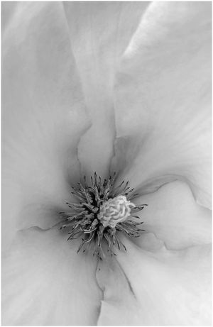 Magnolia Dream by Alastair Taylor 