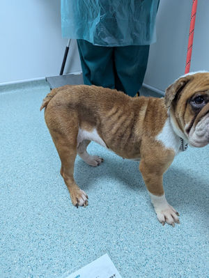 The RSPCA is appealing for information after an abandoned bulldog was brought to a Dudley veterinary practice by a member of the public