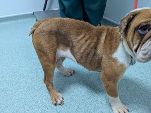 Supporting image for story: Appeal for information after man left underweight bulldog with strangers outside Dudley Asda