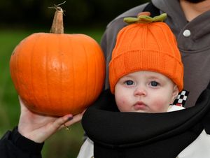 Families have been enjoying picking pumpkins at Little Wytheford Farm, in Shawbury. Photo: Tim Thursfield