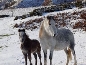 Supporting image for story: More of your incredible photos of wintry Shropshire scenes - including adorable Long Mynd ponies in the snow