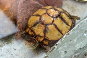 Coahuilan Box Turtles Mel and Stevie were stolen on the morning of July 1 and later dumped near a playground in Tipton.